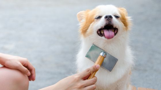 5 Effective Grooming Tips to Make Your Dog Cool