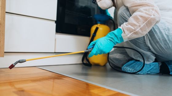 5 Ways to Prevent Pest Infestations